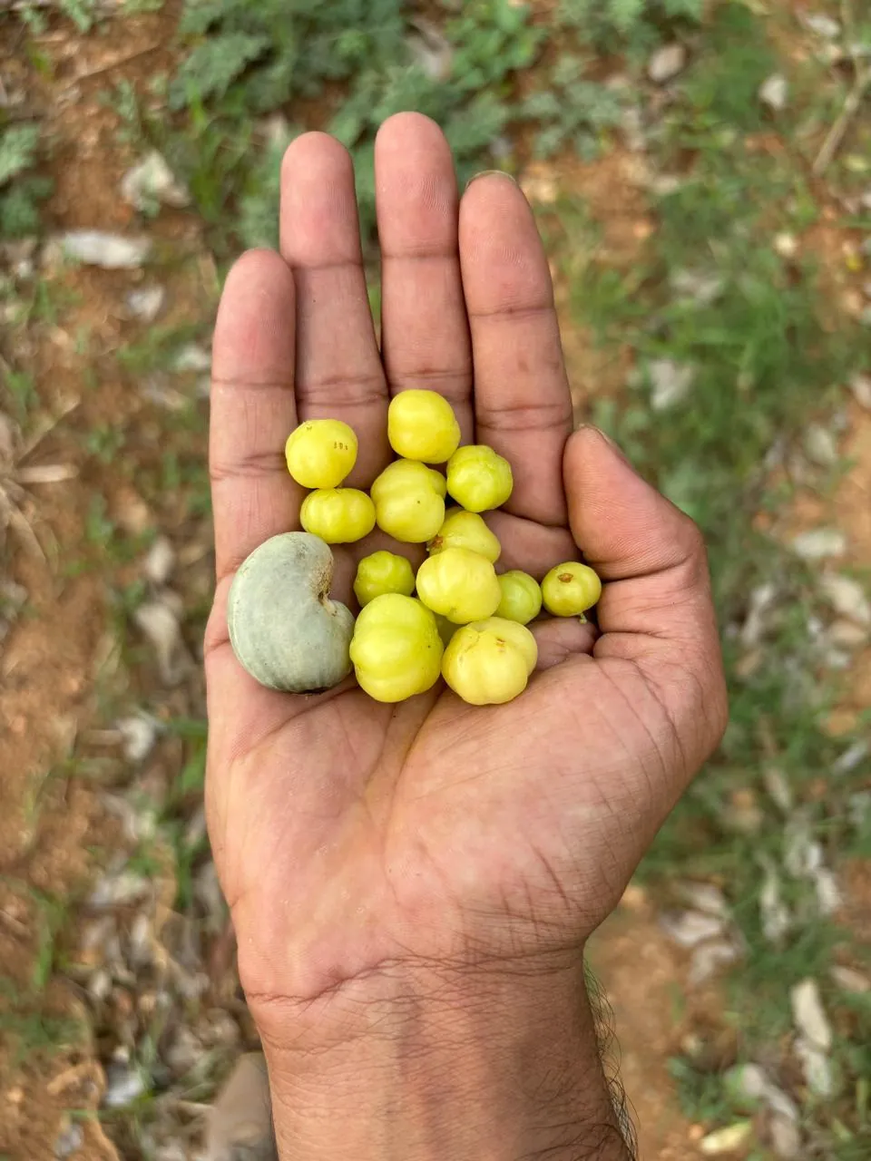 Abundant fruit harvest