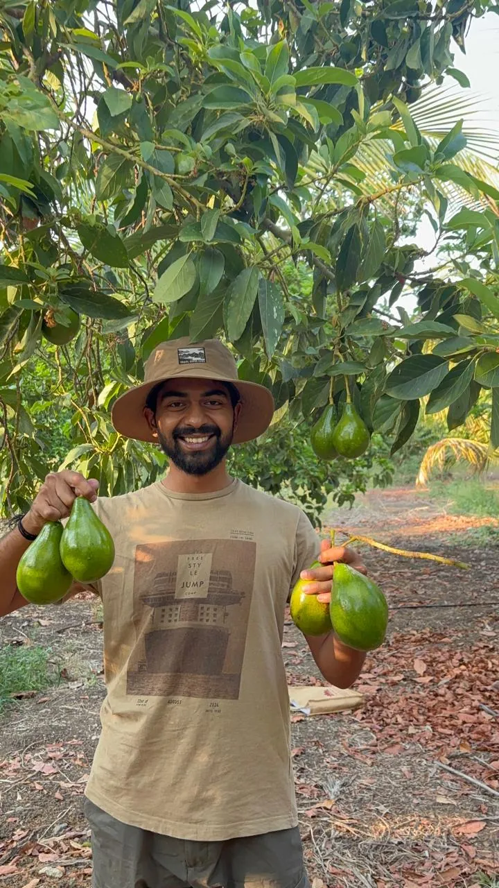 Seasonal fruit harvest