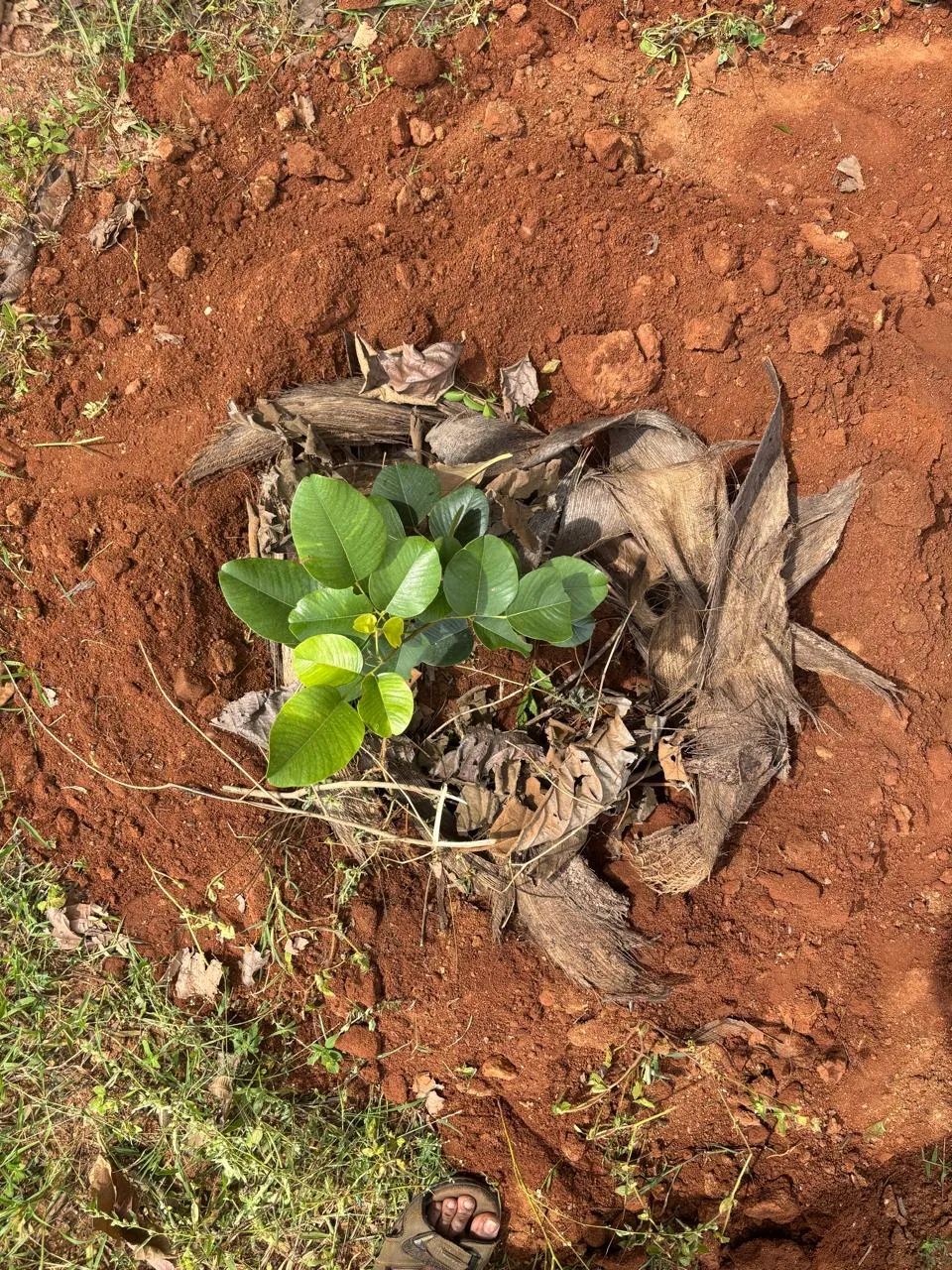 Mulching for soil moisture retention