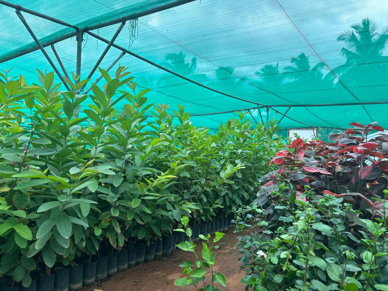 Plant sourcing for farm setup