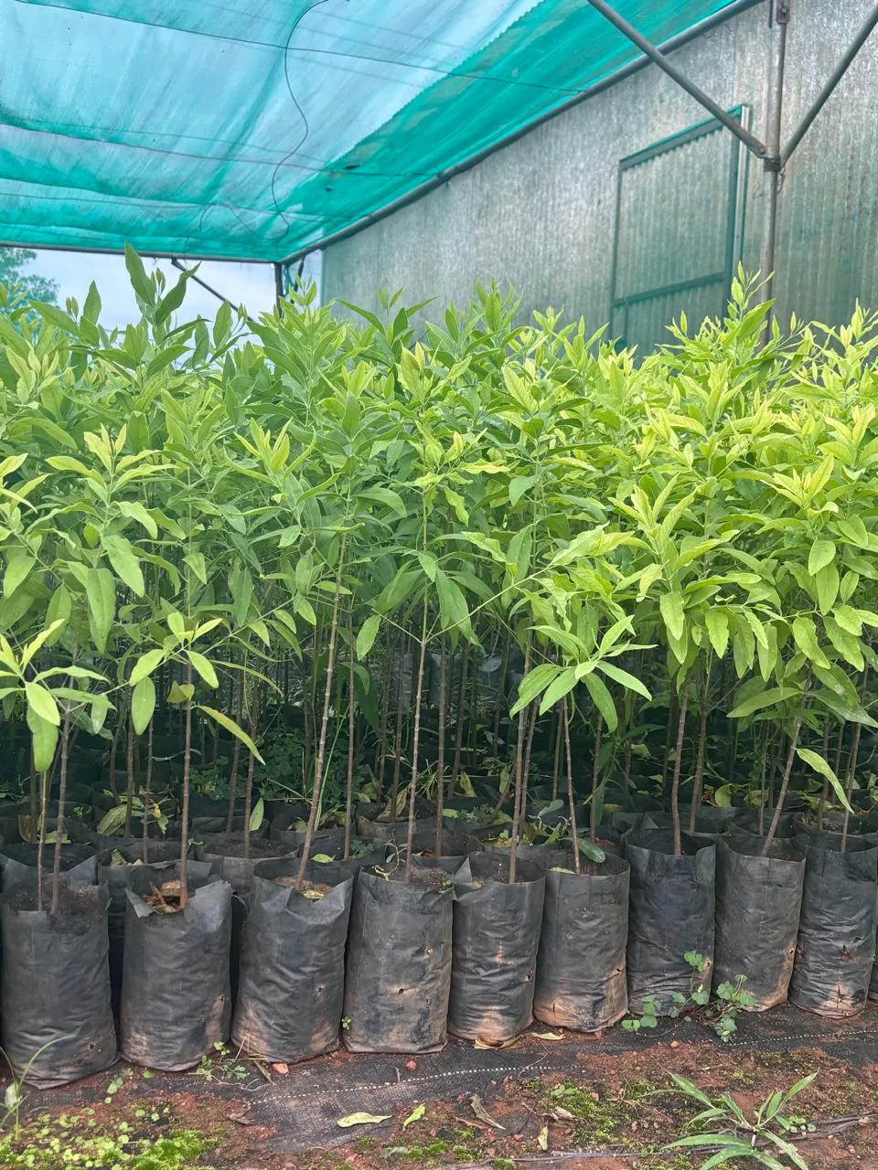 Sandalwood saplings