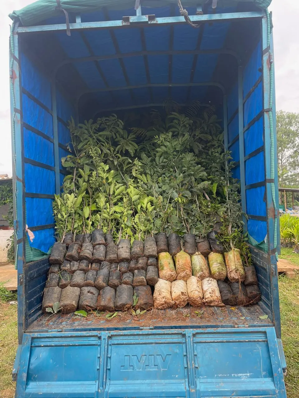 Plants loading for transport