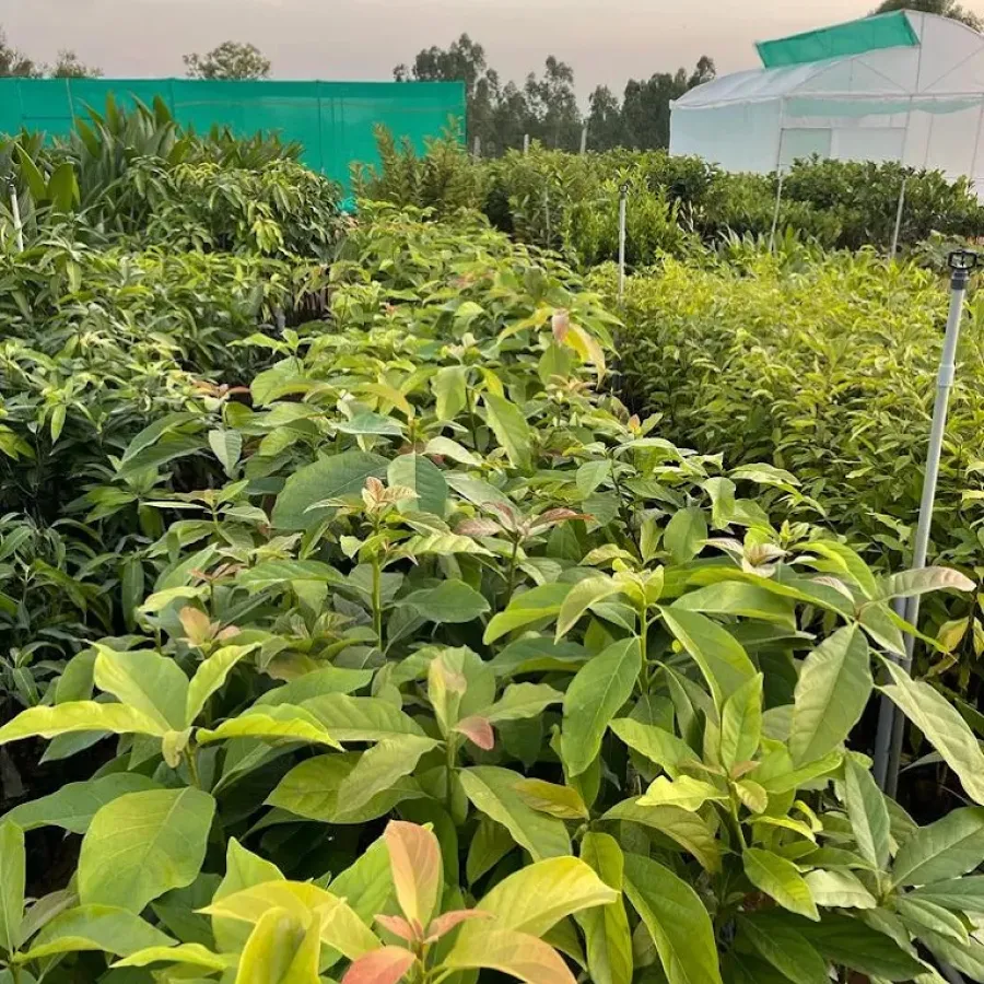 200+ plant varieties from Hasiru Agro's own nursery