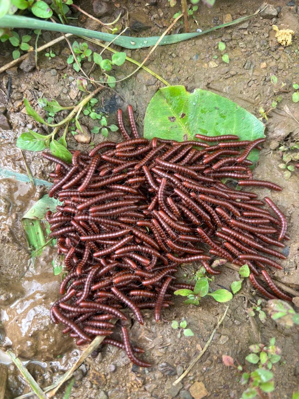 On-ground site survey