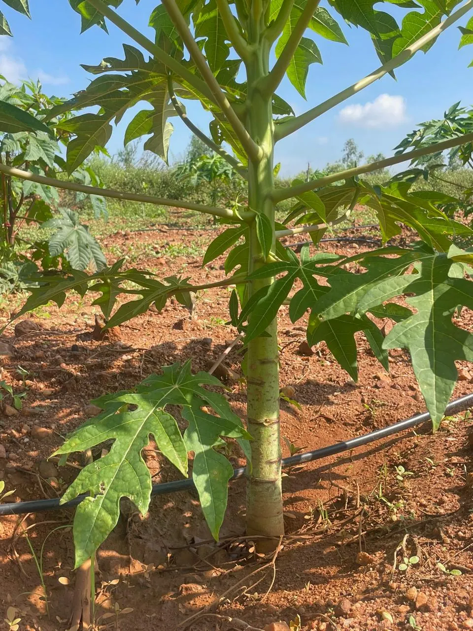 Farm transformation before and after