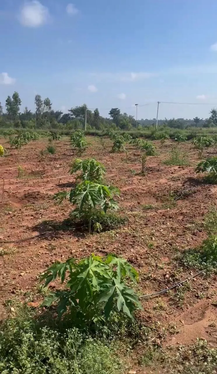 Project transformation