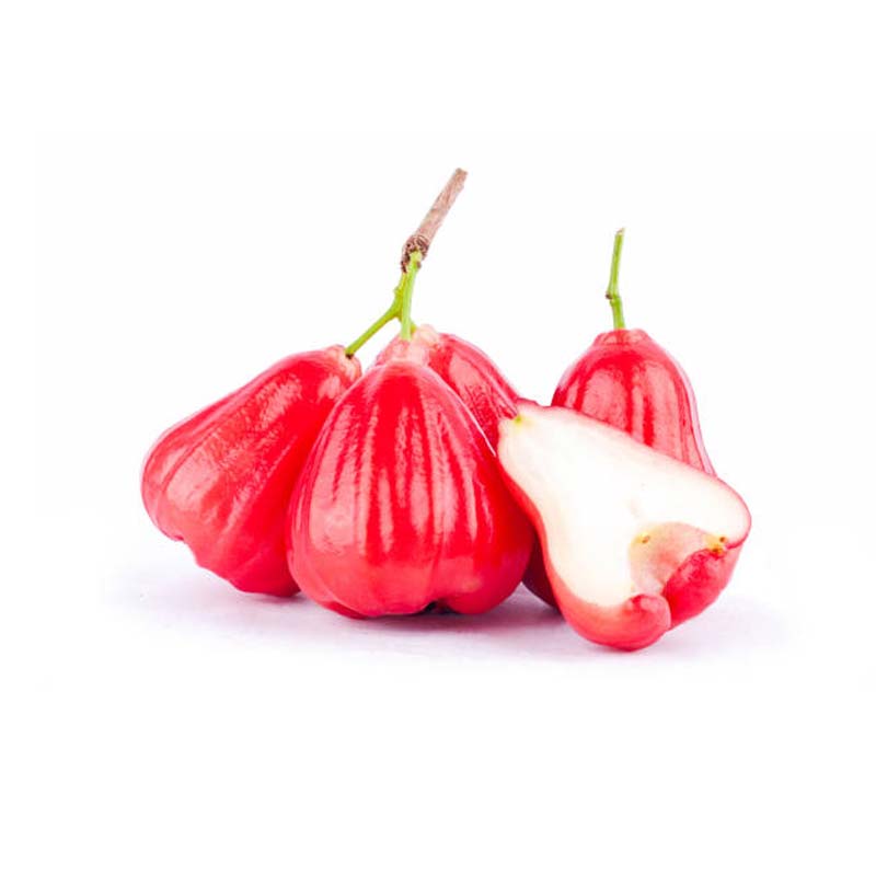 Water Apple Red Sapling mart