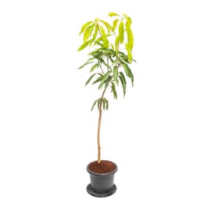 "Buy Jardalu Mango Plant | Grow Your Own Mangoes"