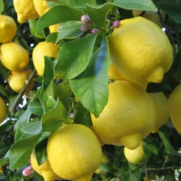 all season lemon plant