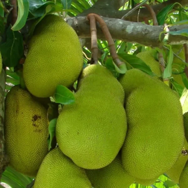 all season jackfruit