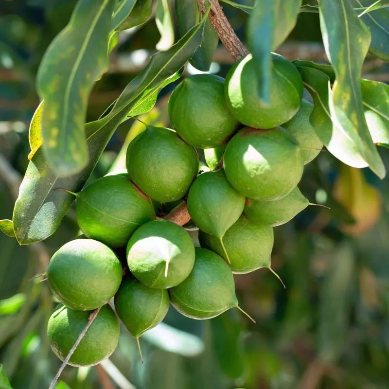 macadamia nut plant with fruit