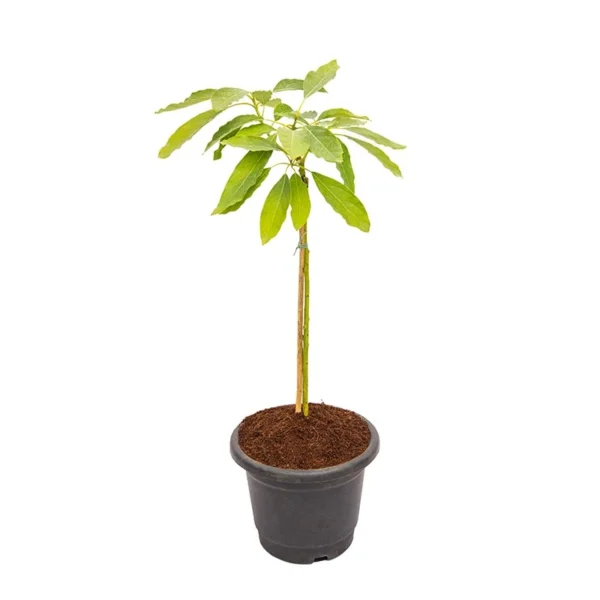 Hass-Avocado-Plant