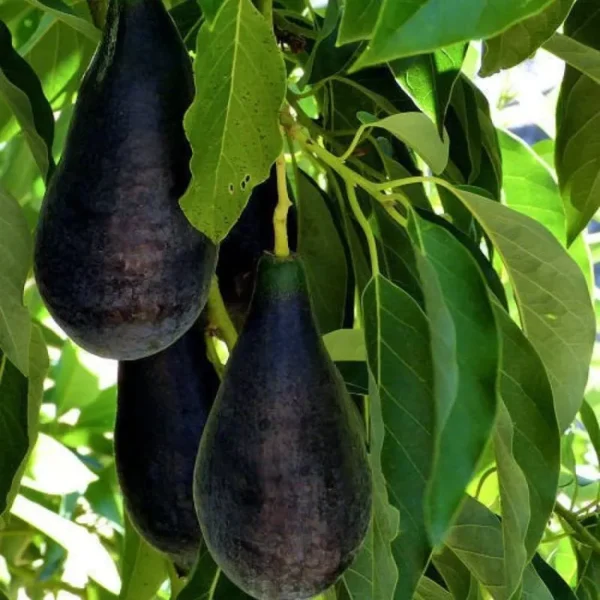 Purple Avocado Plant