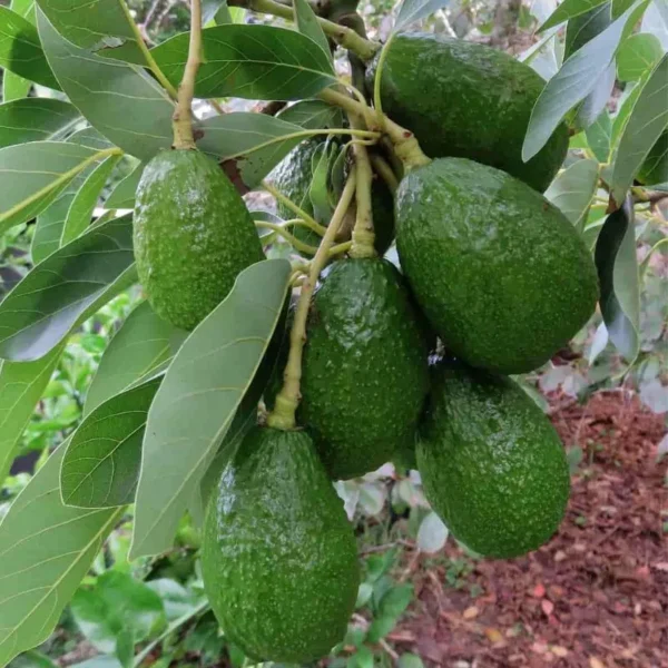 Coorg avocado showcasing rich texture - Buy fresh avocado online