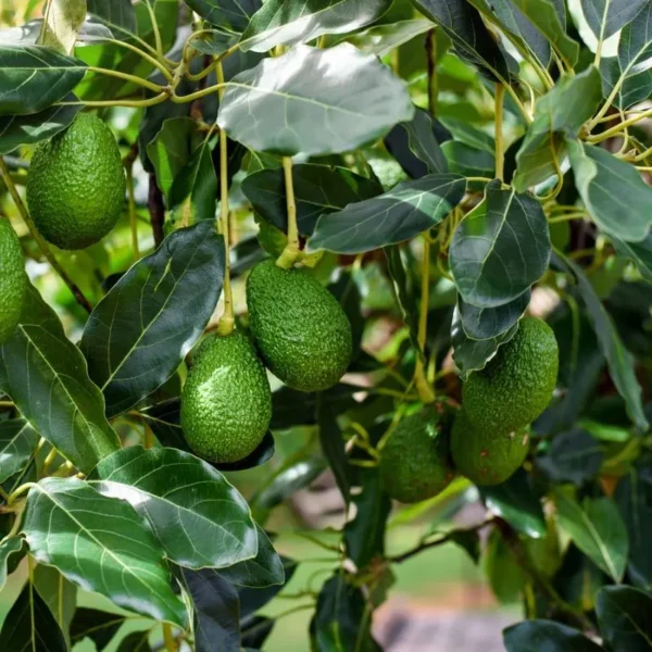 Shiny Green Avocado