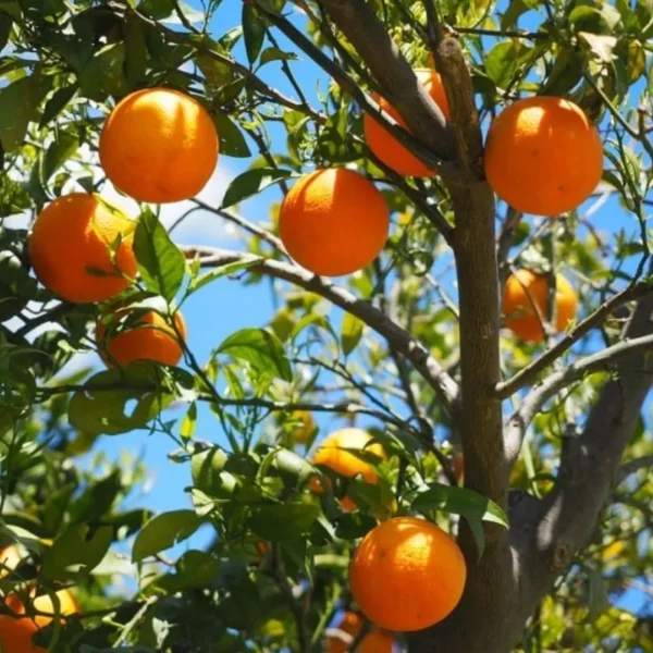 bhutan chatuki orange