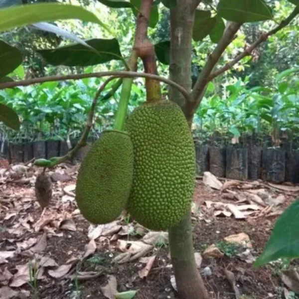 byrachandra jackfruit