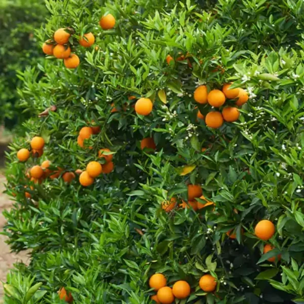 Darjeeling Orange