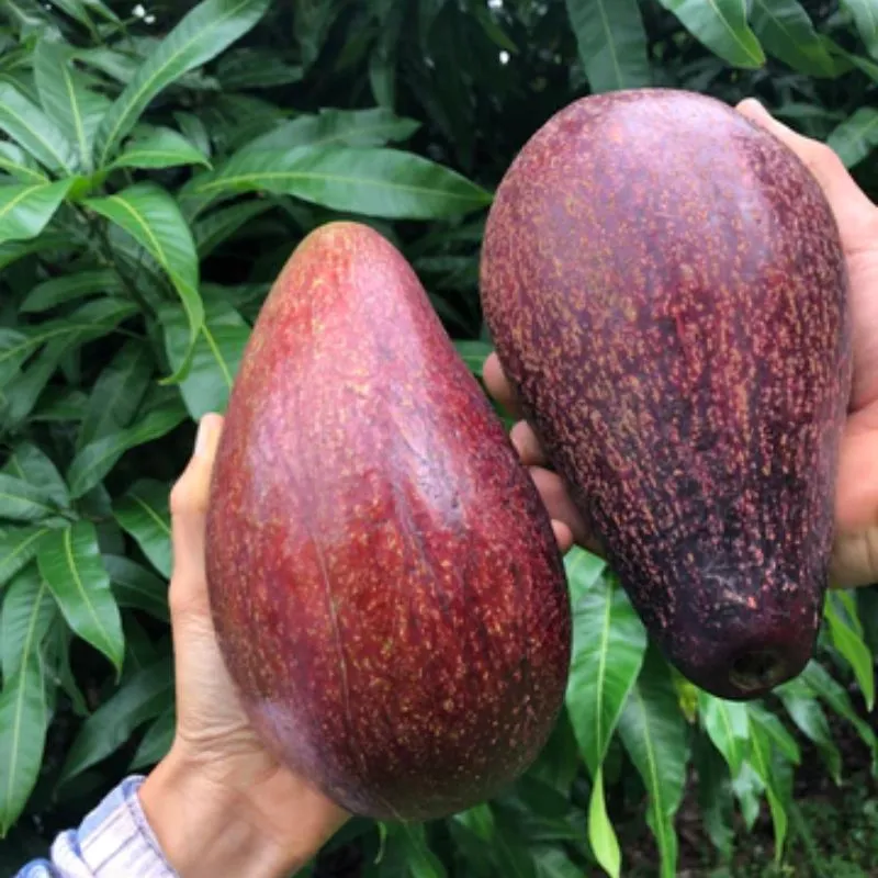 purple Avocado plant