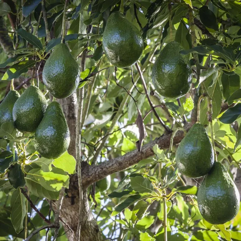 Shiny Green Avocado Plant with Fruit