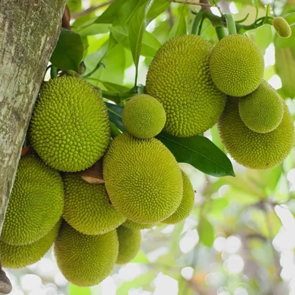 gumless jackfruit