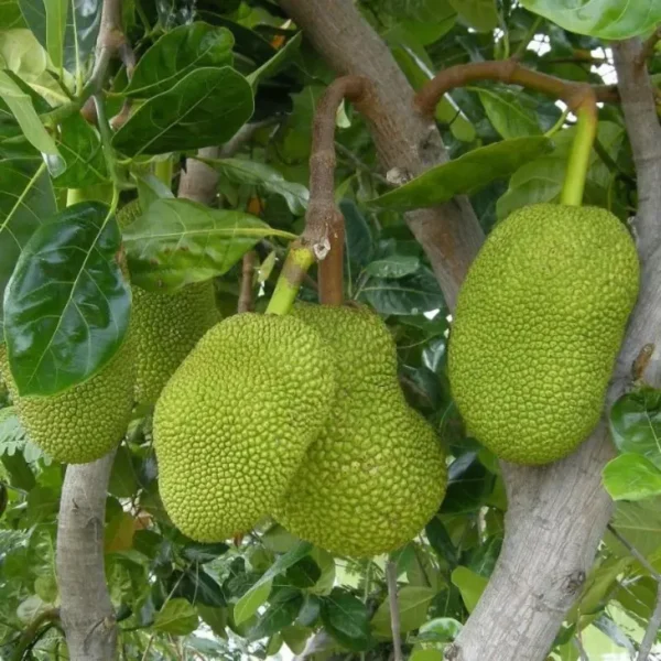 hemachandra jackfruit