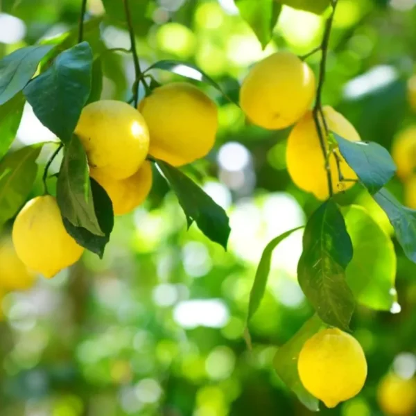 kolkata lemon patti