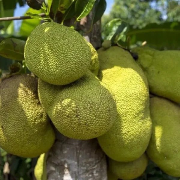 Lalbhag Madhura Jackfruit