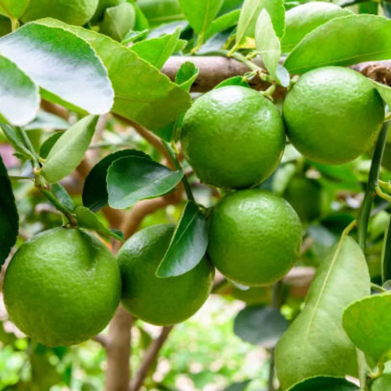 kagzi lemon tree