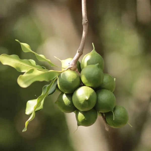 macadamia nut plant with nuts