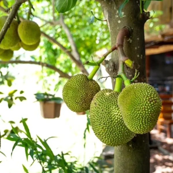 malaysian dwarf jackfruit