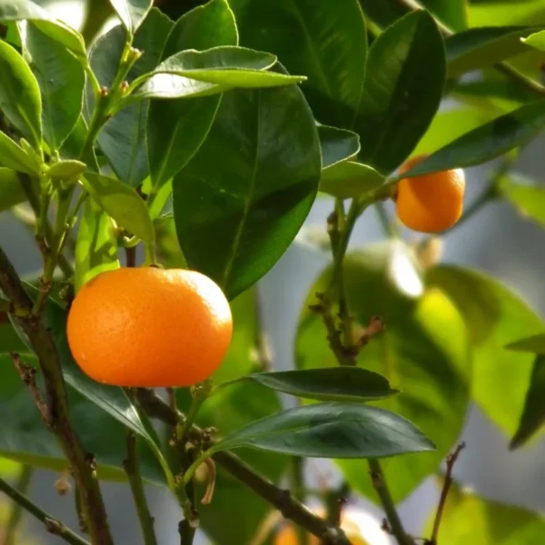 Mandarin Oranges