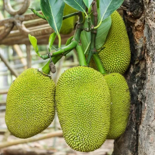 mankale red jackfruit