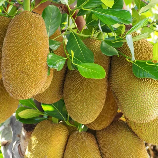 mijar gaint jackfruit