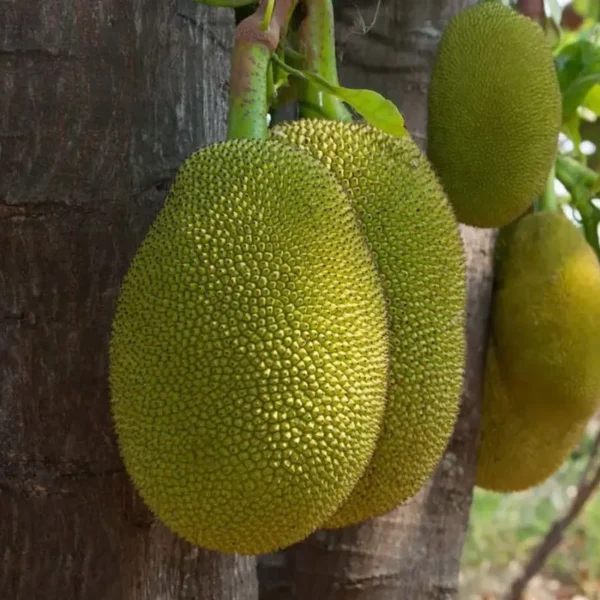 prakashchandra jackfruit