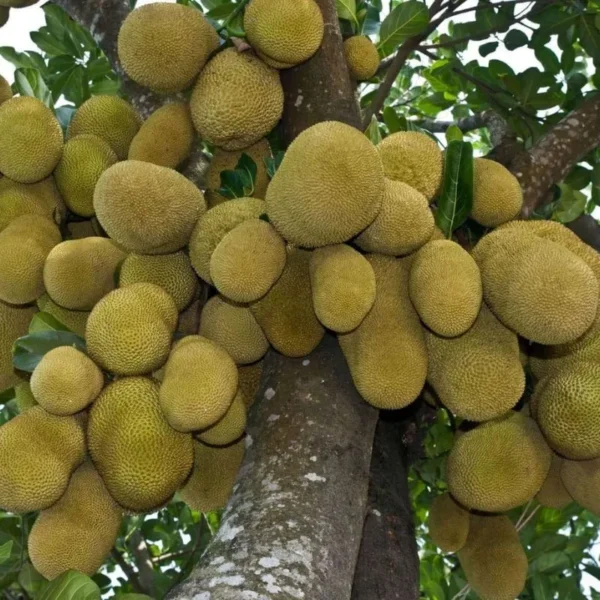 red rudrakshi jackfruit