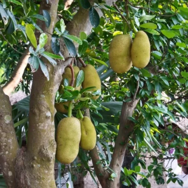 sadananda jackfruit