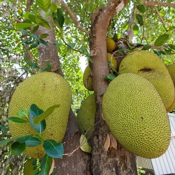 seedless jackfruit