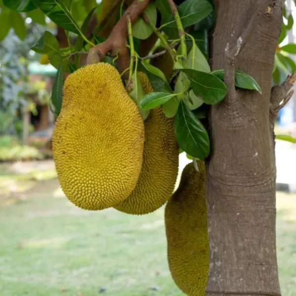 siddu jackfruit