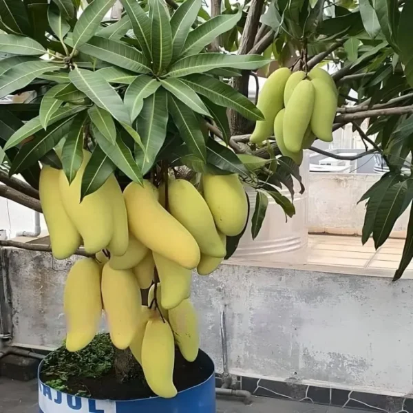 thai banana mango