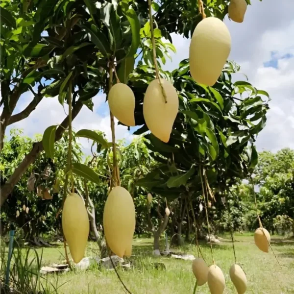 thai all season mango