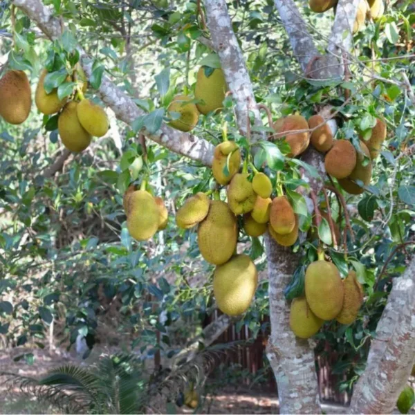 thailand new jackfruit