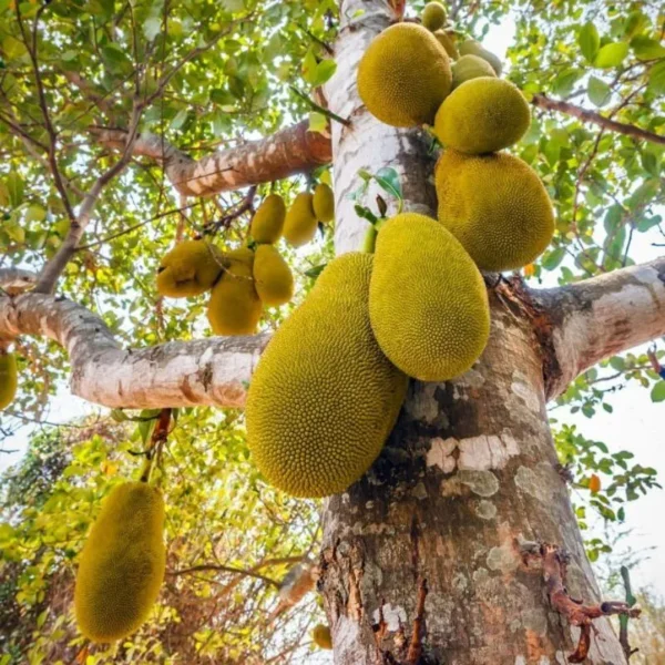 varashree jackfruit