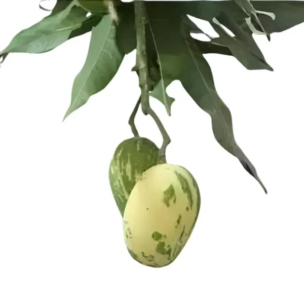 variegated mango