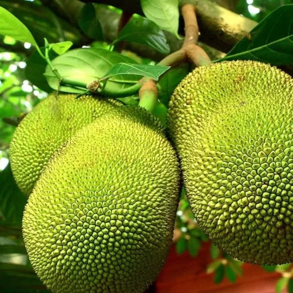 vatagar jackfruit