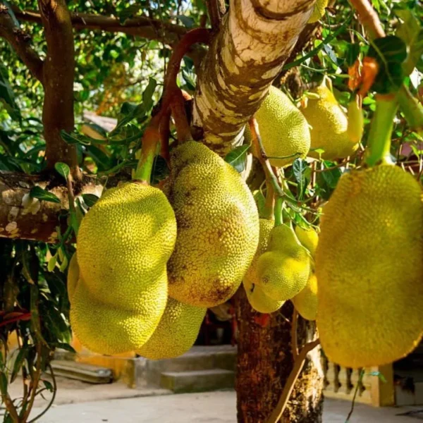 vietnam jackfruit all season