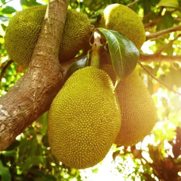 vietnam jackfruit all season