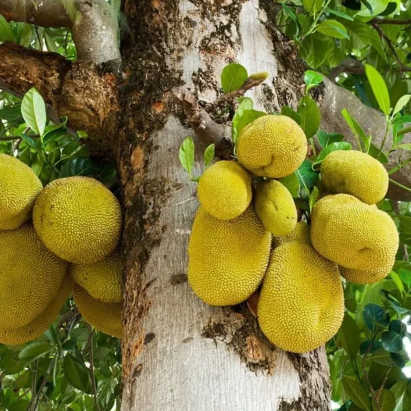 singapore jackfruit plant