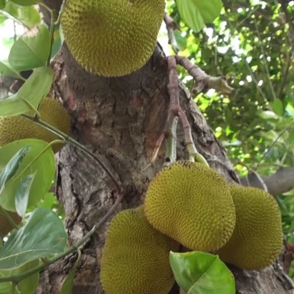 yellow rudrakshi jackfruit