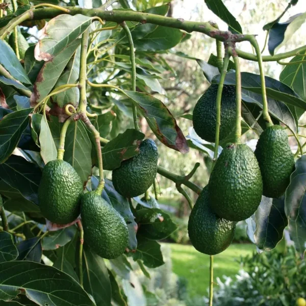 Hass Avocado Plant